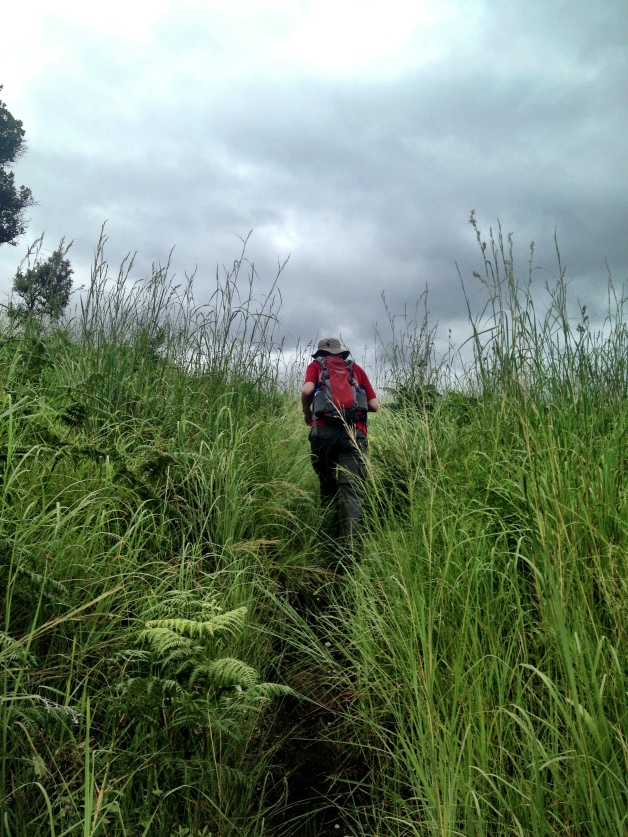 Seriously though, hiking in Swaziland was like hiking in Jurassic Park. 