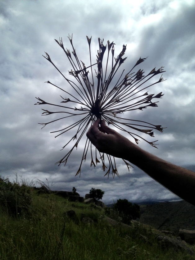 I hiked up Sibebe with Ben, whom we stayed with while working in Swaziland. This is Ben's arm holding some kinda crazy nature.