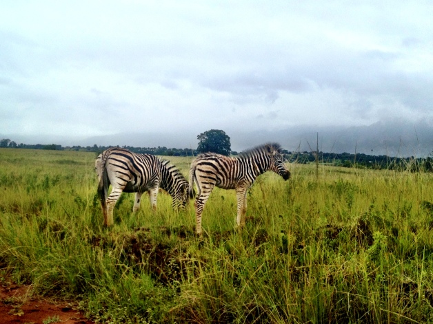 Baby zebra! Seen in Milwane Reserve, where we hiked up our first mountain.
