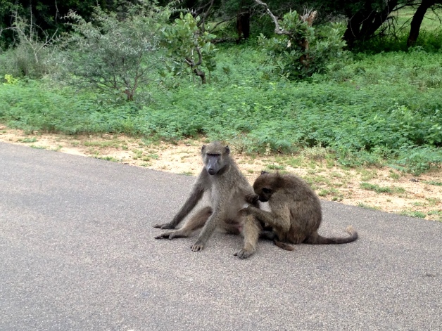 Monkeys playing with each other!