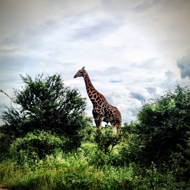 One of many phenomenal giraffe sightings! Giraffes are weird looking up close, by the way. They might be dinosaurs.
