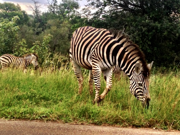 Zebra! (Common statement by the end of the day: "Oh, nevermind, it's just another zebra.")