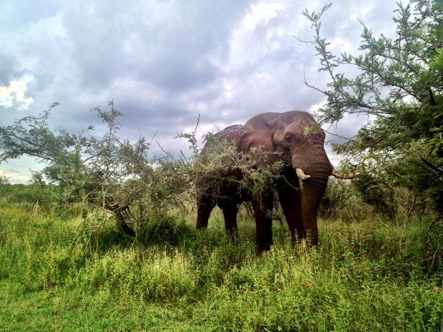 The last animal we saw was this elephant. We rounded a bend and there he was, munching on a giant bush, about 3 feet from our car. It was really cool until I realized he could basically just step on our car without even thinking about it. Then it was really cool and a tiny bit panicky.