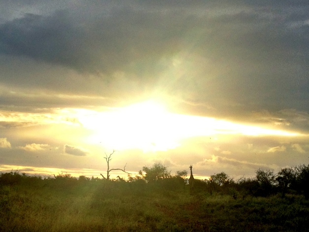 Sunset as we drove out of Kruger. You can see a giraffe silhouette in the distance. Very Southern Africa. Love love love.
